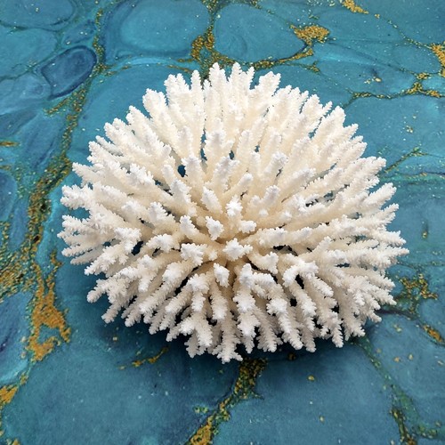 White table coral - white, large