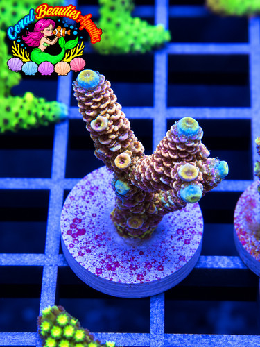 Coral beauties aquatics pole - aquatics,
