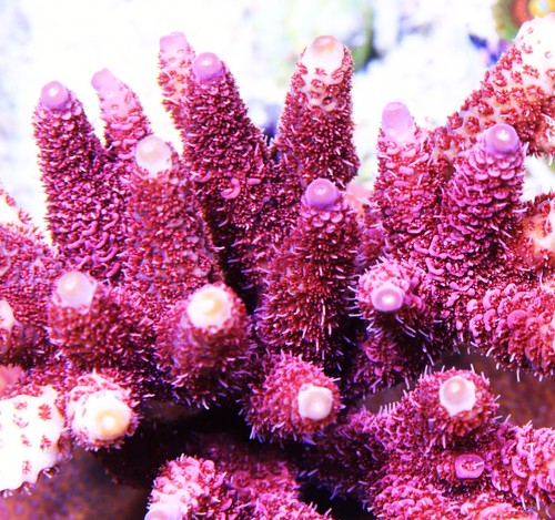 Tsa screamin demon - screamin, millepora