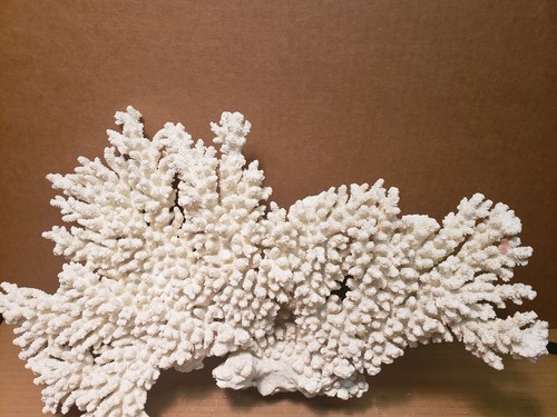 Acropora coral 13 - acropora, x