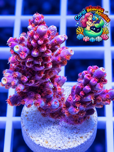 Coral beauties aquatics - coral,