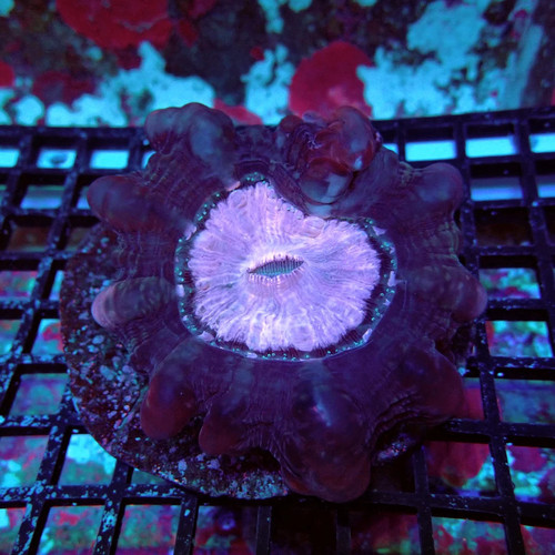 Wysiwyg cynarina coral - -,