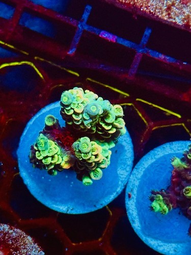 Coral beauties aquatics - coral,